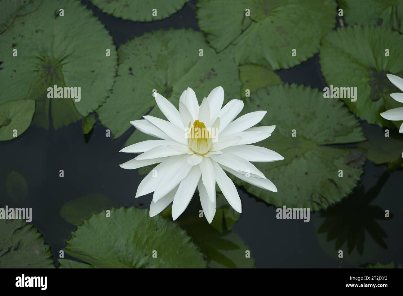 Belle fleur de lotus dans l'étang. Cet étang situé dans Parimal Garden Ahmedabad. Banque D'Images