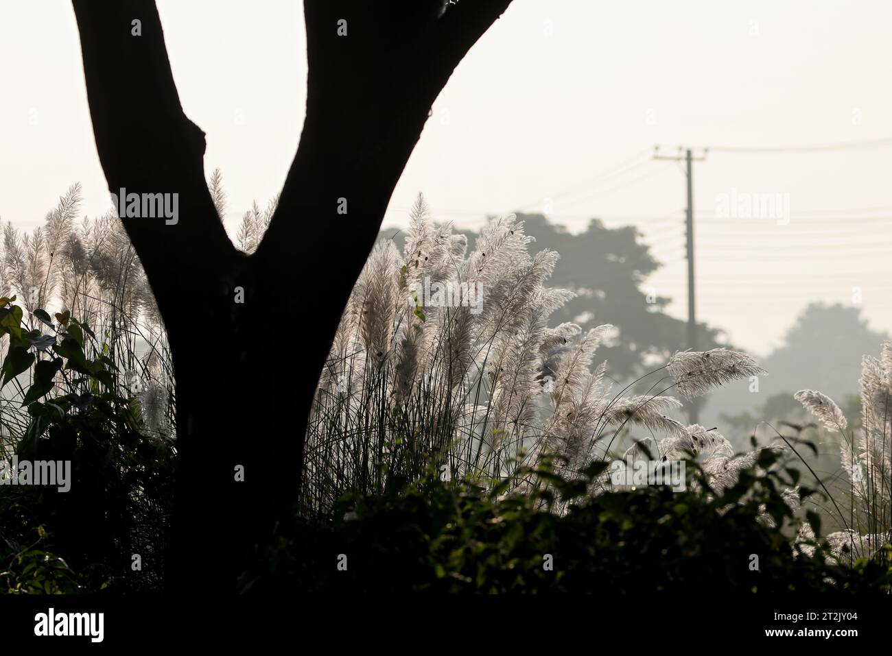 Herbe KanS ou canne à sucre sauvage.Saccharum spontaneum est une espèce d'herbe vivace dans la famille des vraies herbes. Cette photo a été prise du Bangladesh. Banque D'Images