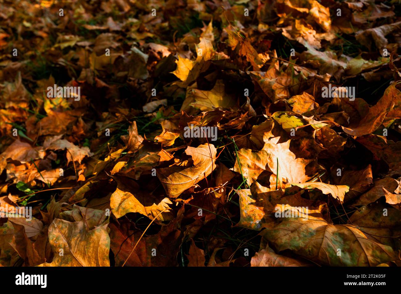 Feuillage d'érable orange et jaune sec du parc public de Moscou au printemps. Banque D'Images