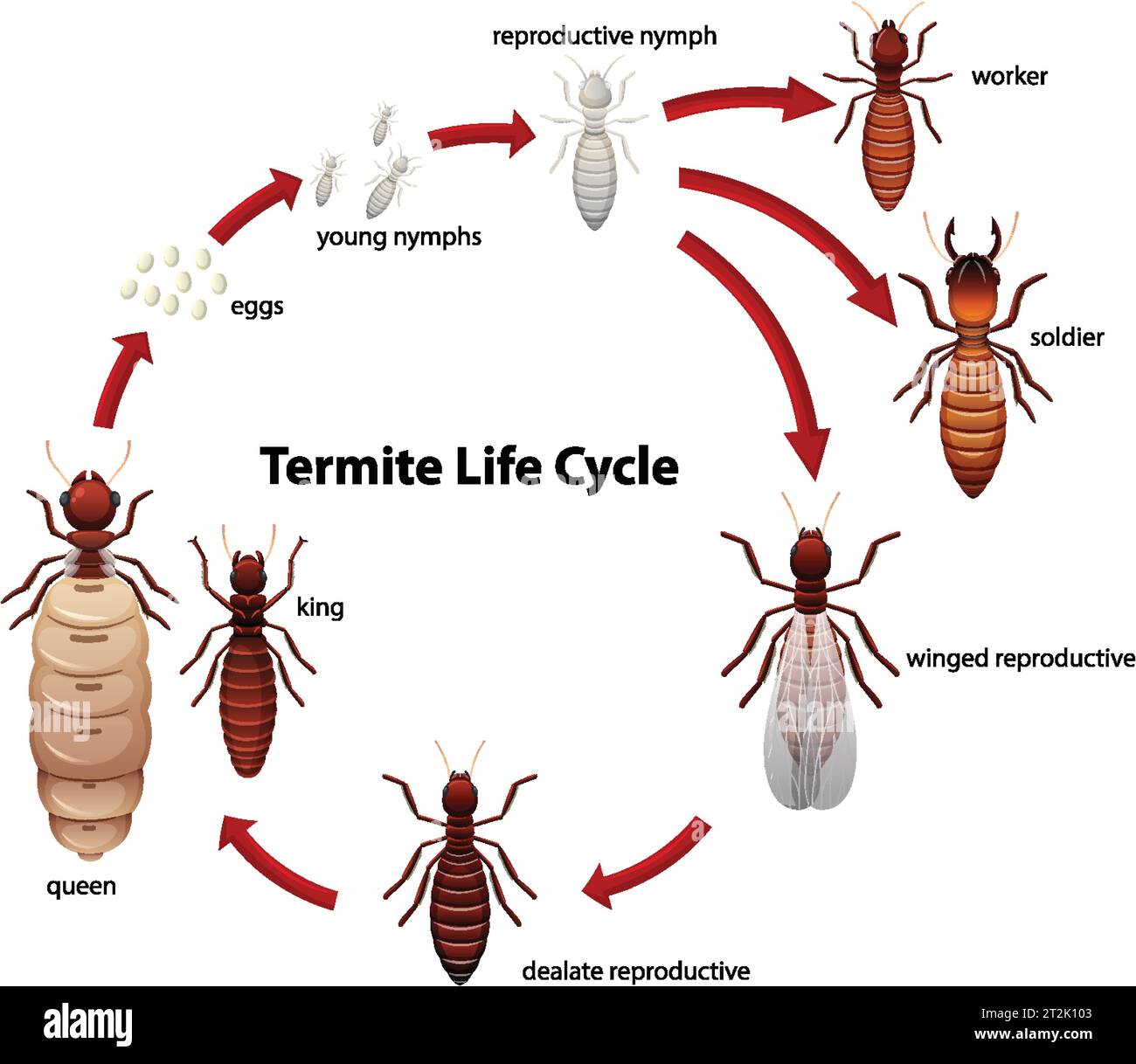 Termite Animation Termite life cycle Banque de photographies et d’images à haute ...