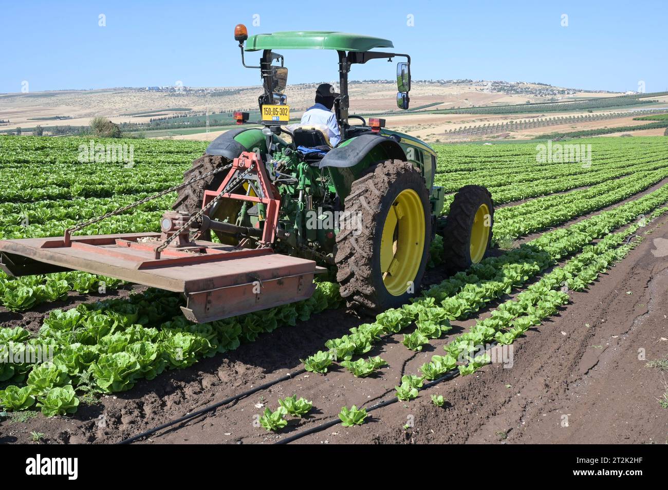ISRAËL, Jabneel ou Jawneel ou Javneel près de Tibériade, ferme fruitière et maraîchère de 50 ha avec irrigation goutte à goutte, plantes à salade Banque D'Images