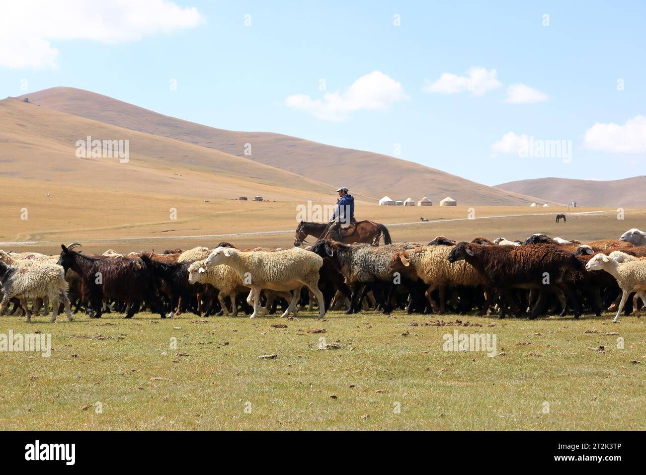 Août 23 2023 - lac Song kol au Kirghizistan : les nomades vivent leur vie ordinaire sur les pâturages d'été Banque D'Images