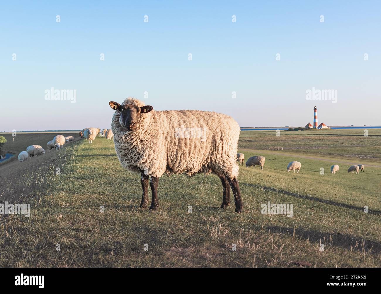 Des moutons se tiennent dans un champ sur le fond d'un phare Westerheversand Banque D'Images