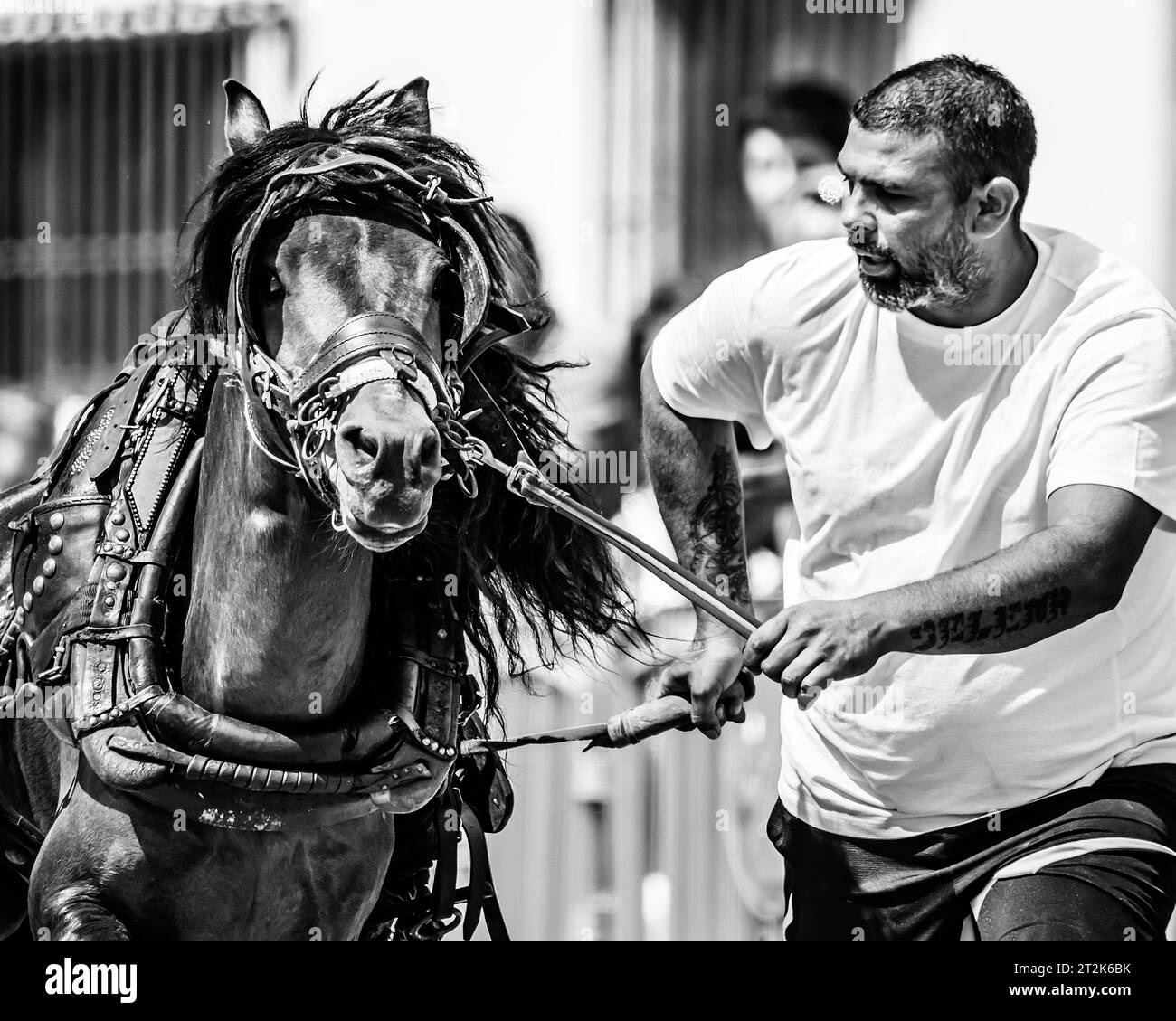 Cheval tirant avec cheval de trait en noir et blanc Banque D'Images