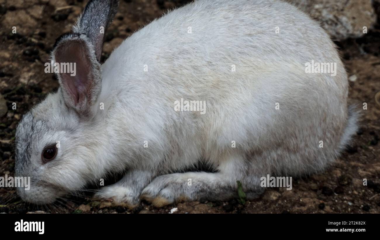 Un adorable lapin est sur son territoire Banque D'Images
