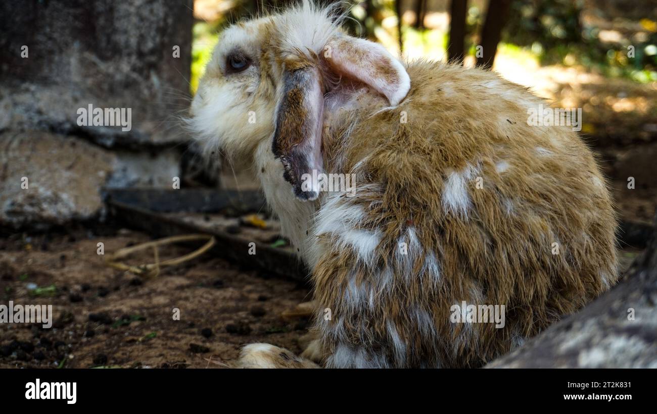 Un adorable lapin est sur son territoire Banque D'Images