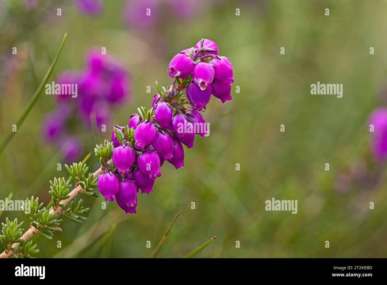 Bell Heather (Erica cinerea) Cornwall août 2023 empilé Banque D'Images