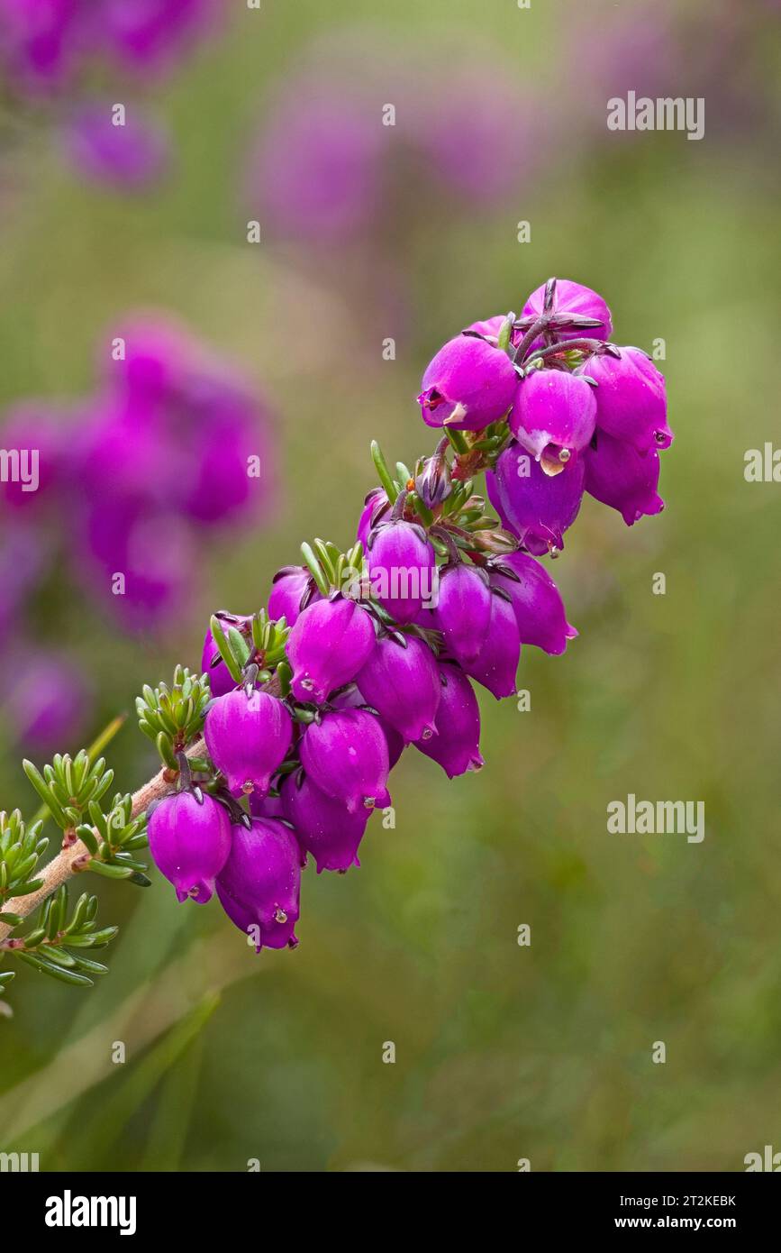 Bell Heather (Erica cinerea) Cornwall août 2023 empilé Banque D'Images