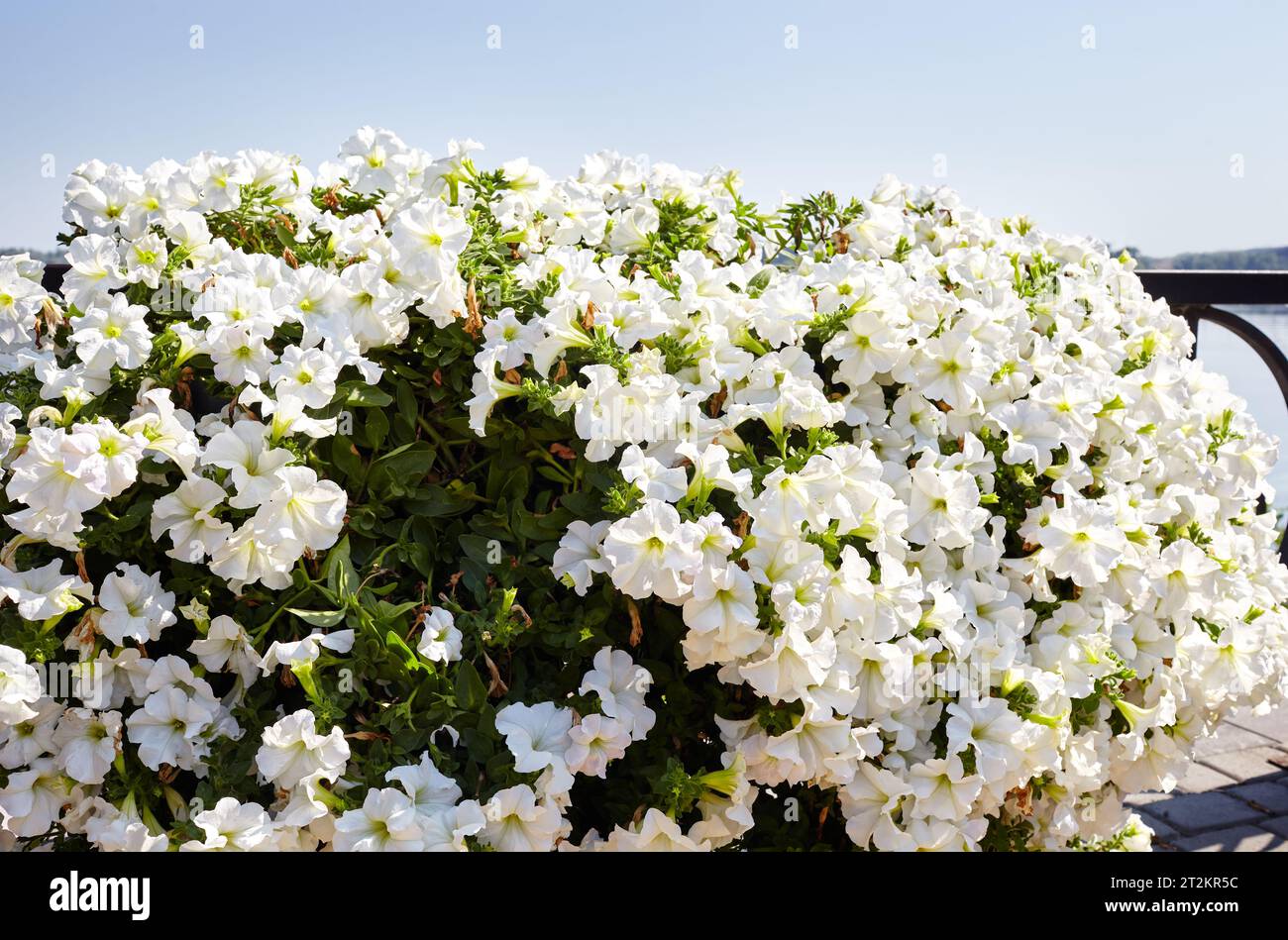 Pétunia, pétunias blanches dans le pot. Jardins communs colorés luxuriants en fleurs dans le parc de la ville. Nom de famille Solanaceae, Nom scientifique Petunia Banque D'Images