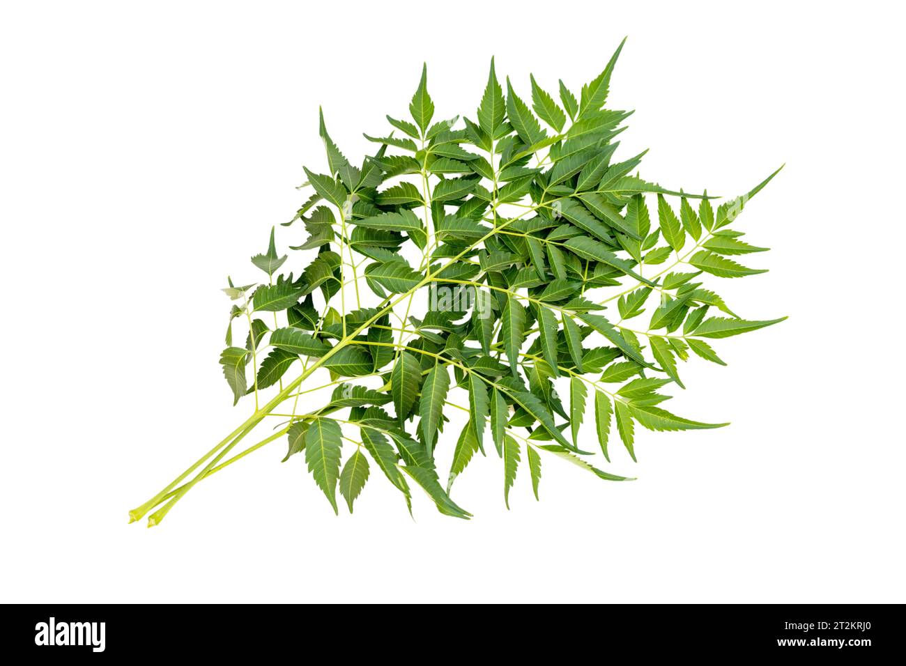 Feuilles de chinaberry Melia azedarach isolées sur fond blanc Banque D'Images