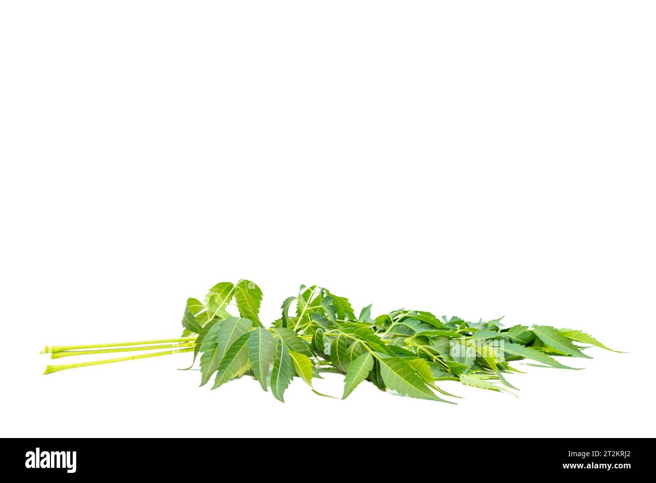Chinaberry ou Melia azedarach feuille d'arbre sur fond isolé blanc Banque D'Images