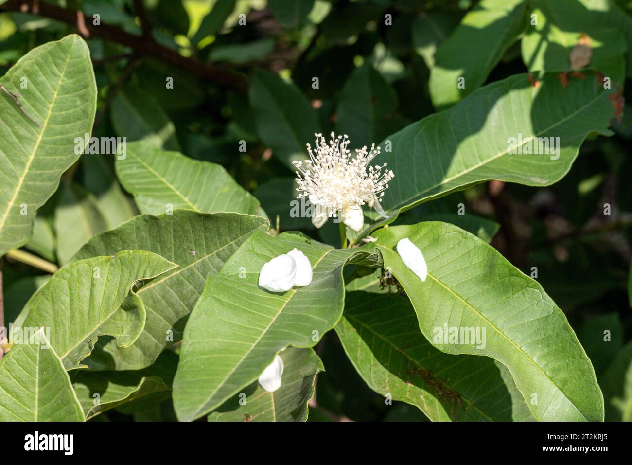 Fleur de goyave fleurissant dans le jardin sur un arbre fruitier de goyave Banque D'Images