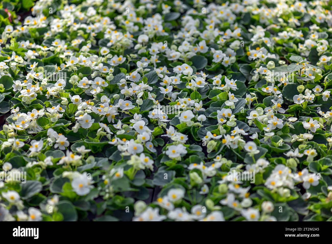 Bégonias à fleurs (Begonia), Baden-Wuerttemberg, Allemagne Banque D'Images