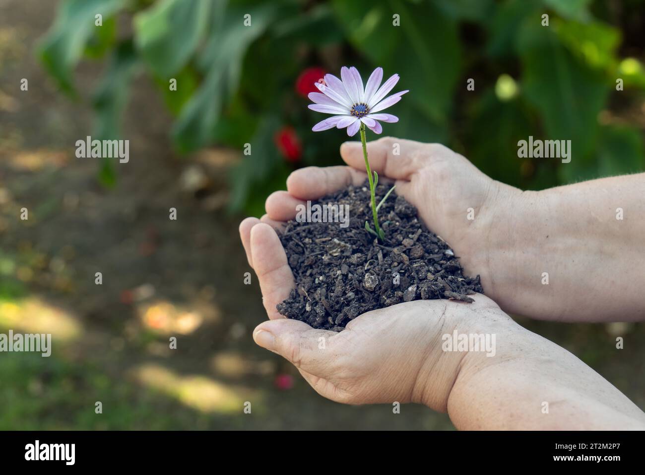 Une femme avec de la terre dans ses mains sur laquelle pousse une plante (Dimorphotheca ecklonis), ou Marguerite violette illuminée par le soleil avec un espace de copie Banque D'Images