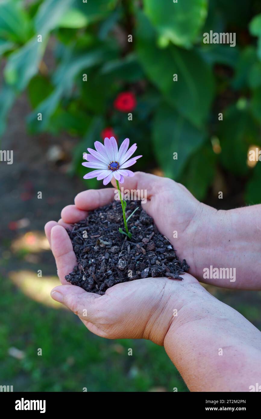 Une femme avec de la terre dans ses mains sur laquelle pousse une plante (Dimorphotheca ecklonis), ou Marguerite violette illuminée par le soleil avec un espace de copie Banque D'Images