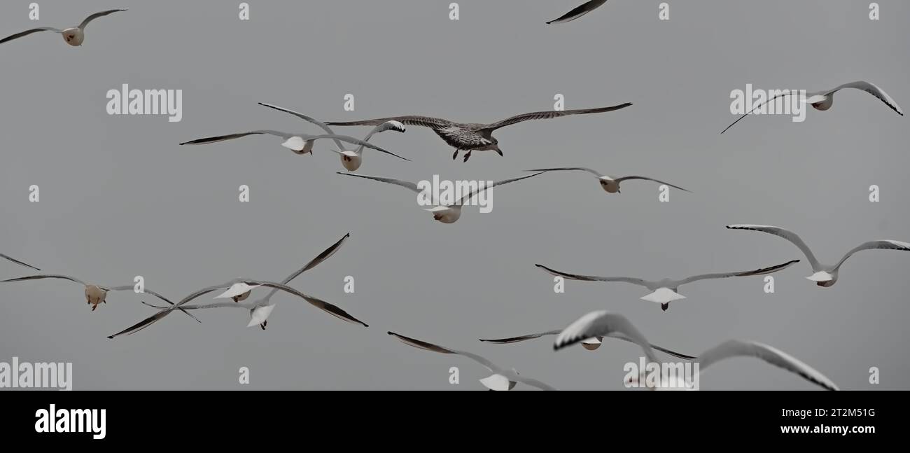 Goélands (Lavinae) en vol sur la plage de ÅšwinoujÅ^cie, voïvodie de Poméranie occidentale, Pologne Banque D'Images