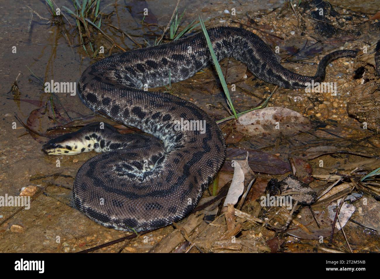 Serpent à tronc d'éléphant, Acrochordus javanicus dans un ruisseau peu profond en Malaisie. Le serpent à tronc d'éléphant est entièrement adapté pour vivre sous l'eau. Banque D'Images