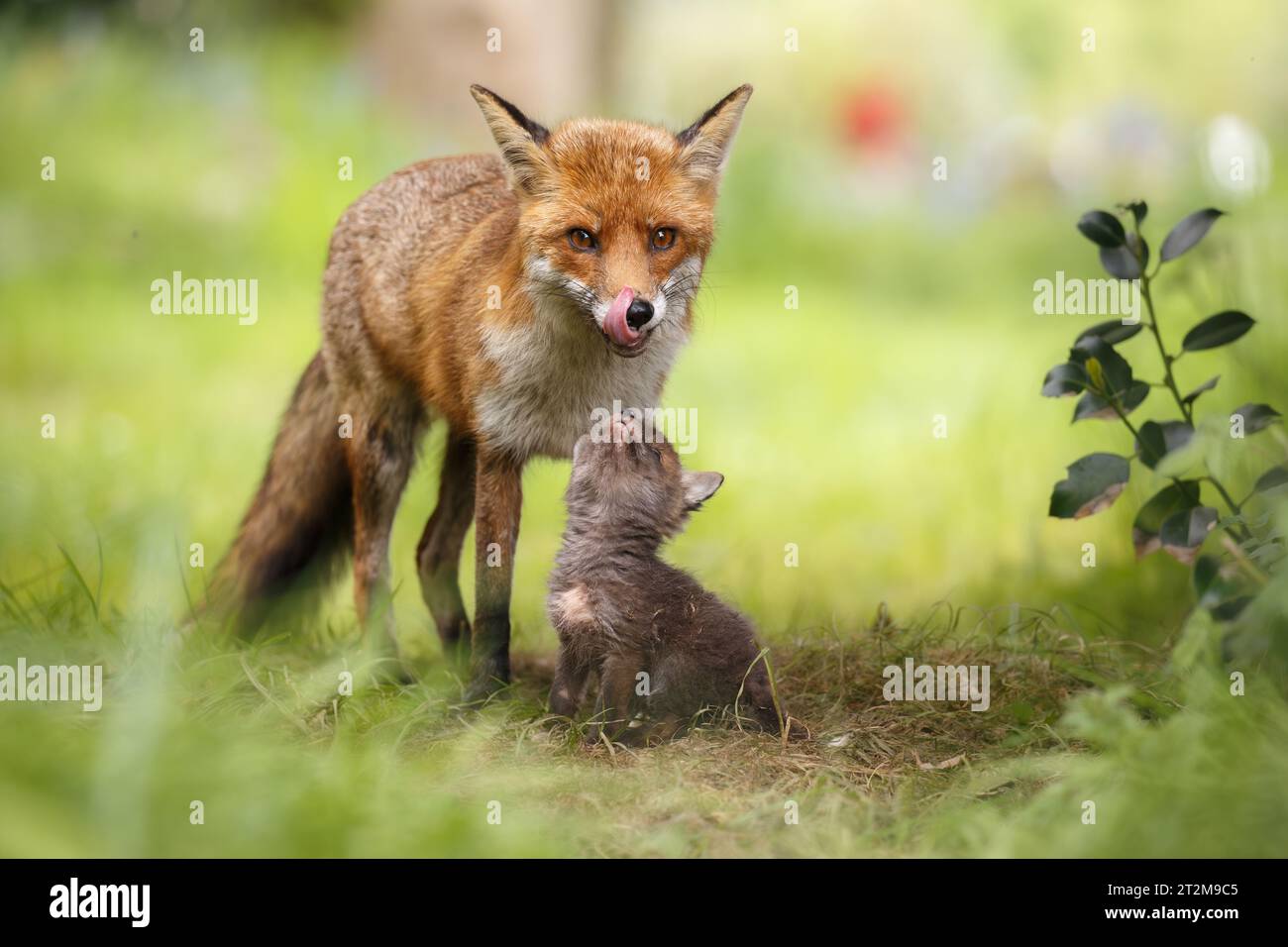 Un très jeune bébé renard petit qui regarde sa mère vixen Banque D'Images