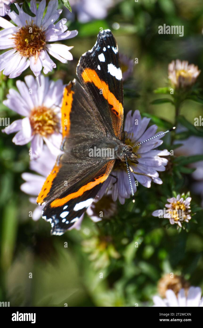 Papillon amiral rouge Banque D'Images