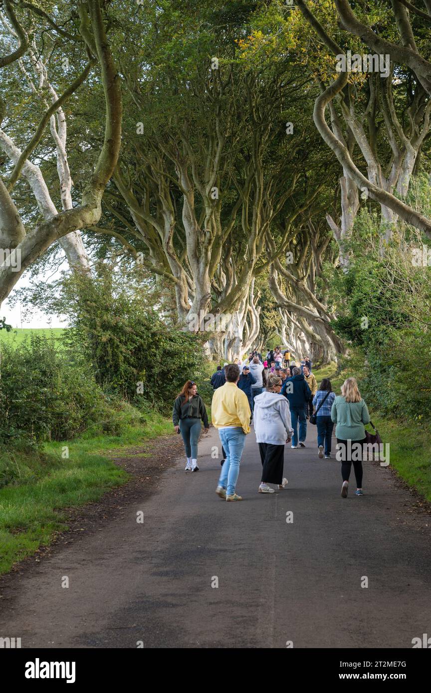 Les gens marchent sur le sentier à travers les Dark Hedges, une avenue de hêtres le long de Bregagh Road, comté d'Antrim, Irlande du Nord Banque D'Images