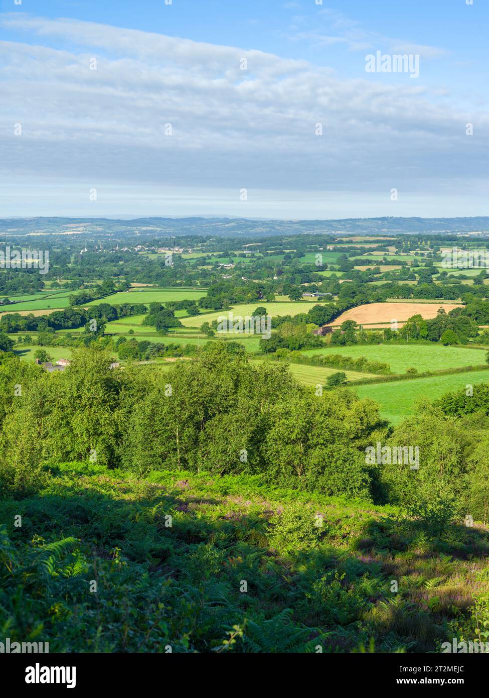Une vue estivale au sud-ouest sur la campagne du Devon depuis Black Down Common dans les Blackdown Hills, en Angleterre. Banque D'Images