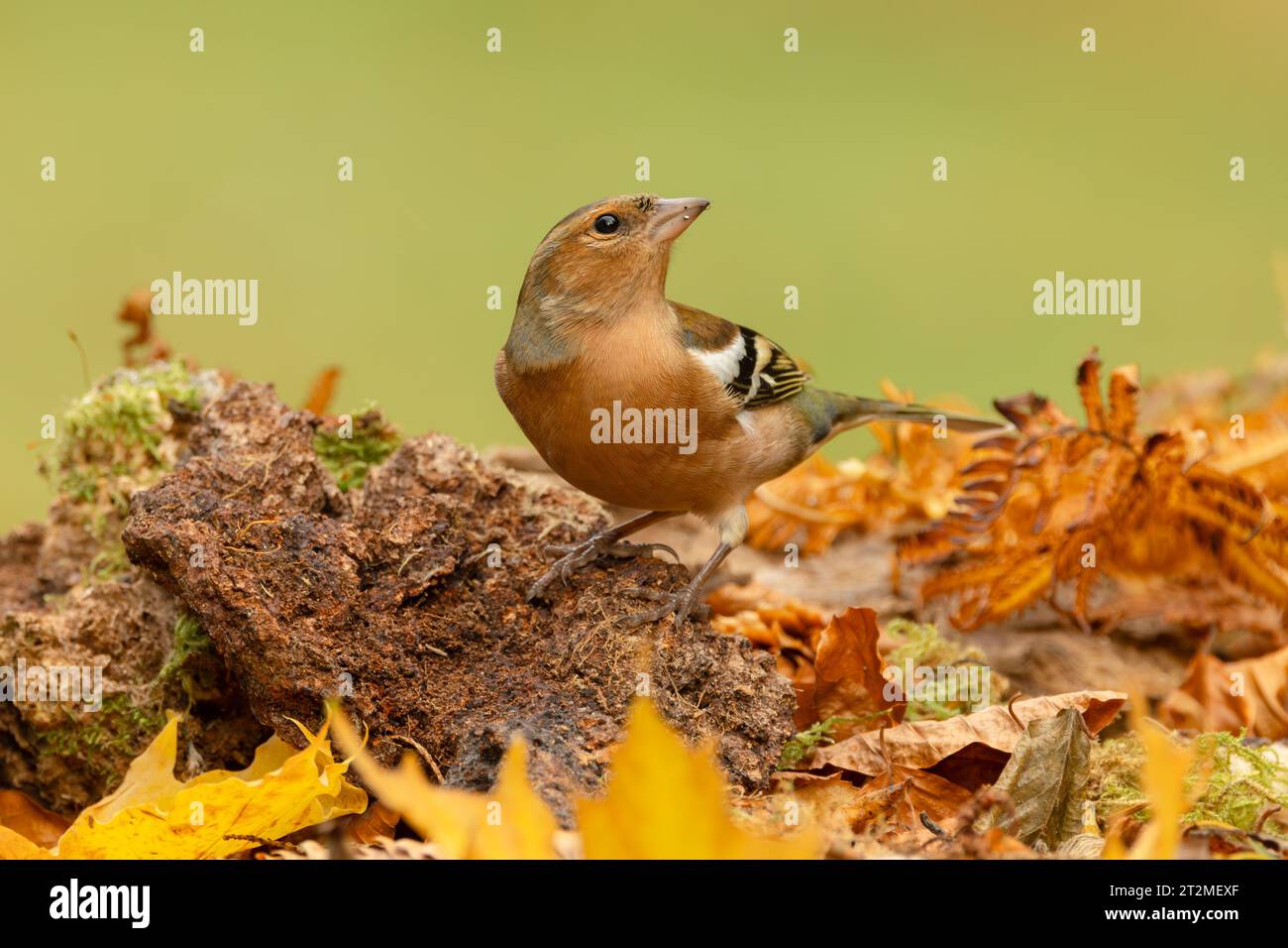 Chaffinch, Nom scientifique : Fringilla coelebs. Gros plan d'un mâle Chaffinch perché sur une bûche, regardant vers le haut en automne avec des feuilles colorées et c Banque D'Images