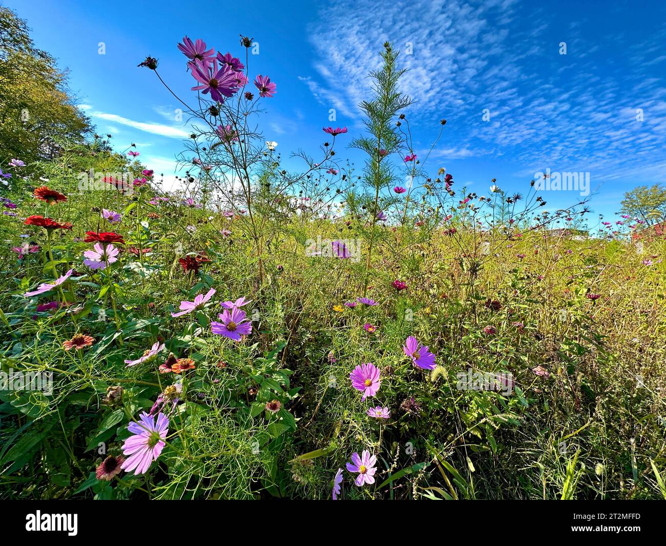 Fleurs sauvages colorées fleurissant contre le ciel bleu Banque D'Images