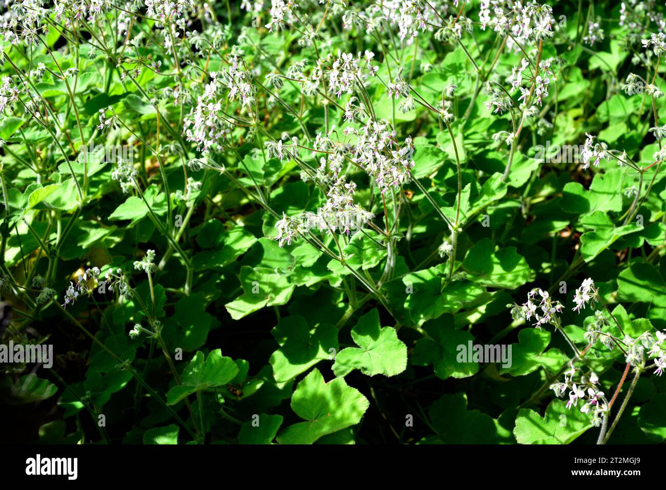Le géranium parfumé à la menthe poivrée (Pelargonium tomentosum) est un arbuste aromatique et médicinal originaire d'Afrique australe. Banque D'Images