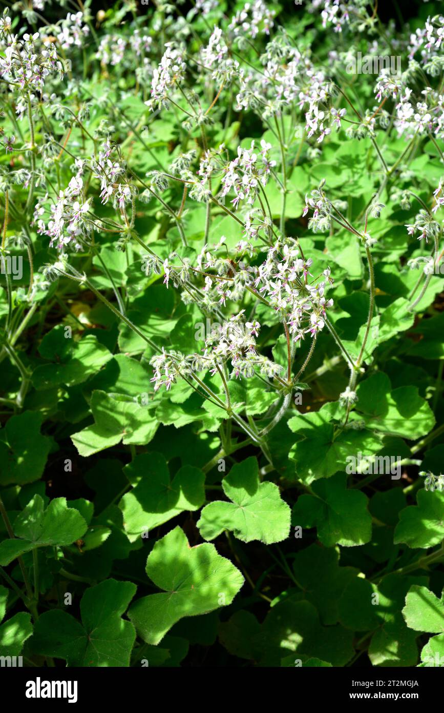 Le géranium parfumé à la menthe poivrée (Pelargonium tomentosum) est un arbuste aromatique et médicinal originaire d'Afrique australe. Banque D'Images