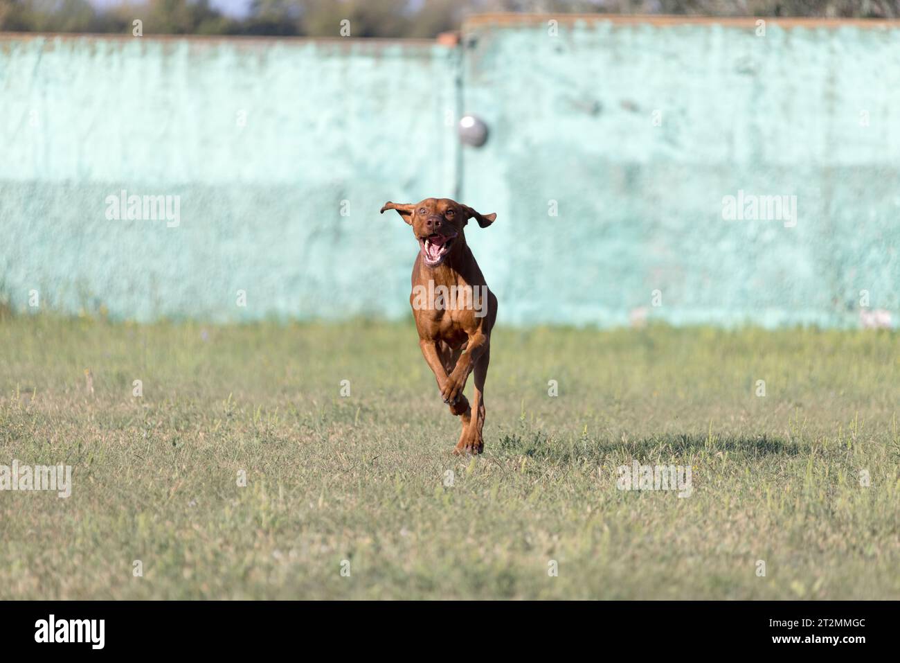 Portrait d'un chien Vizsla hongrois de race pure dans la nature. Belle couleur rouille dorée Magyar Vizsla sur la marche. Magnifique portrait de chien Vizsla hongrois. Banque D'Images