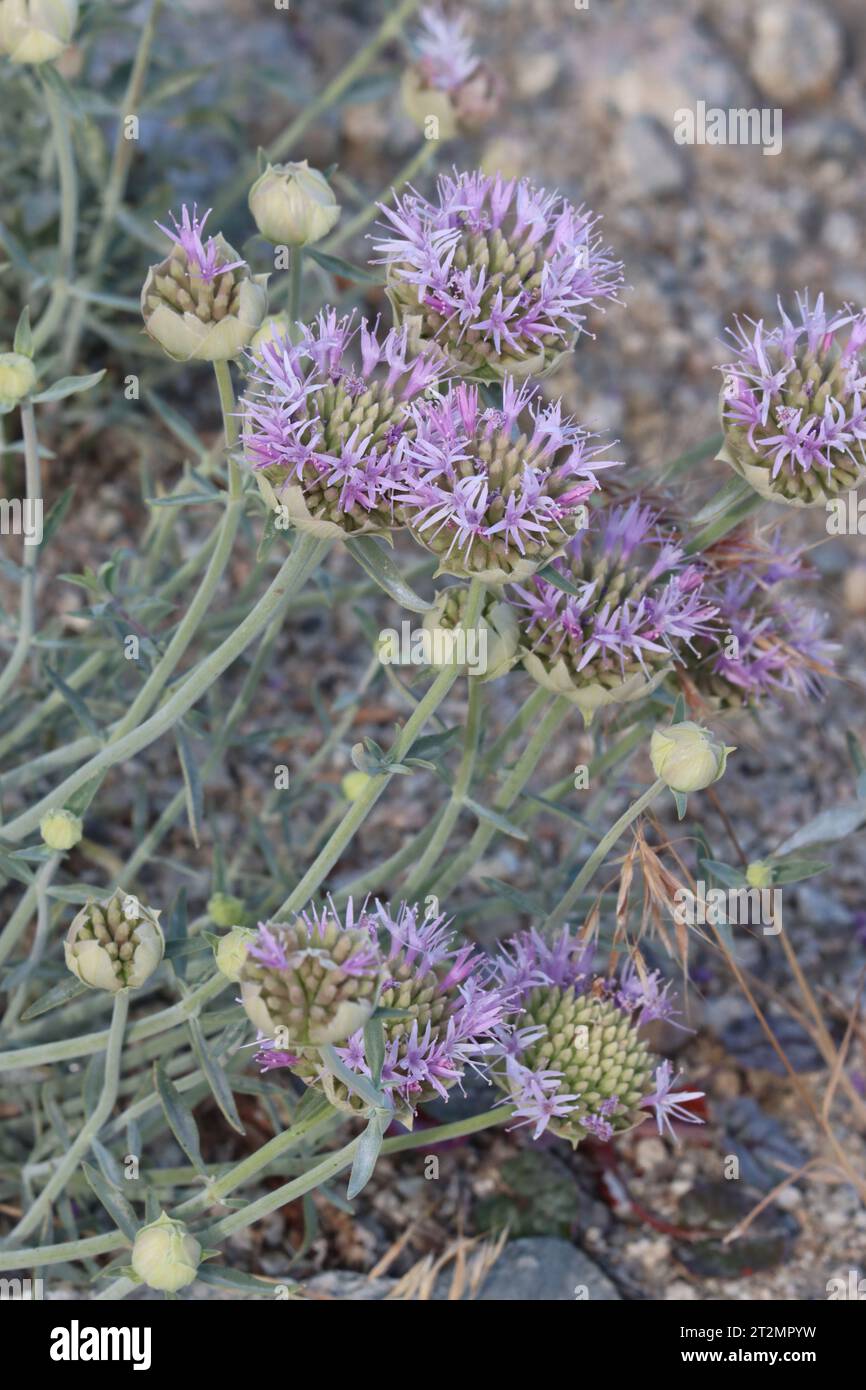 Monardella Linoides sous-espèce Sierrae, une herbe vivace indigène avec inflorescences de tête cymose à la fin de l'été dans l'est de la Sierra Nevada. Banque D'Images