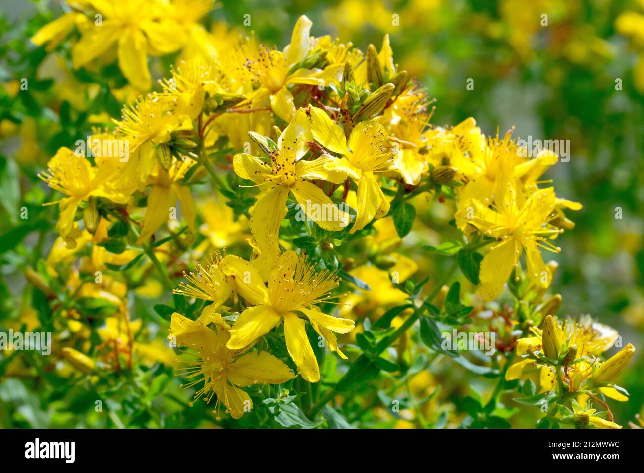 Millepertuis perforé (hypericum perforatum), gros plan montrant un amas de fleurs jaunes et de bourgeons sur une seule plante. Banque D'Images