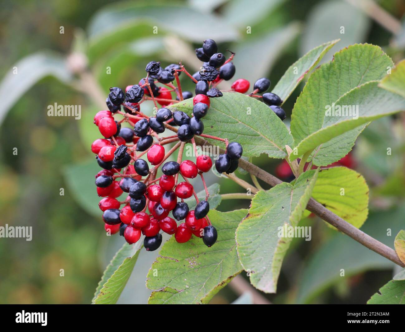 En été, le viburnum est à feuilles entières (Viburnum lantana) les baies mûrissent Banque D'Images