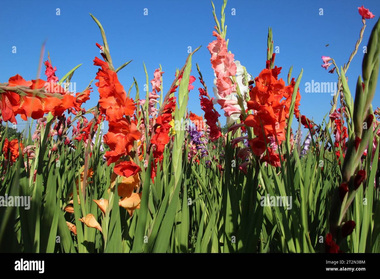 En été, le gladiolus fleurit Banque D'Images