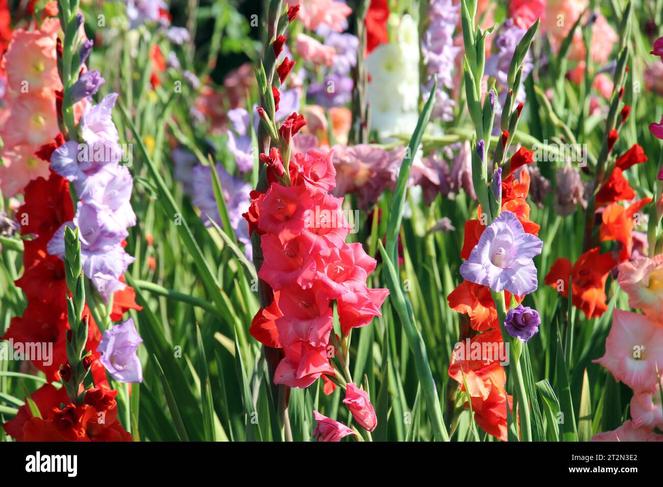 En été, le gladiolus fleurit Banque D'Images