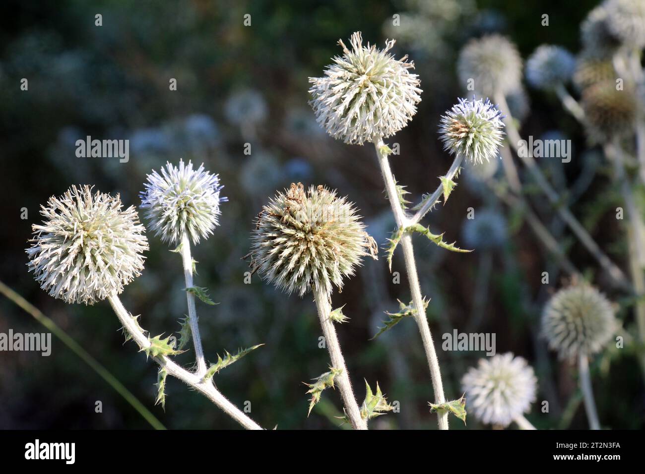 Dans la nature, la plante à miel echinops sphaerocephalus fleurit Banque D'Images