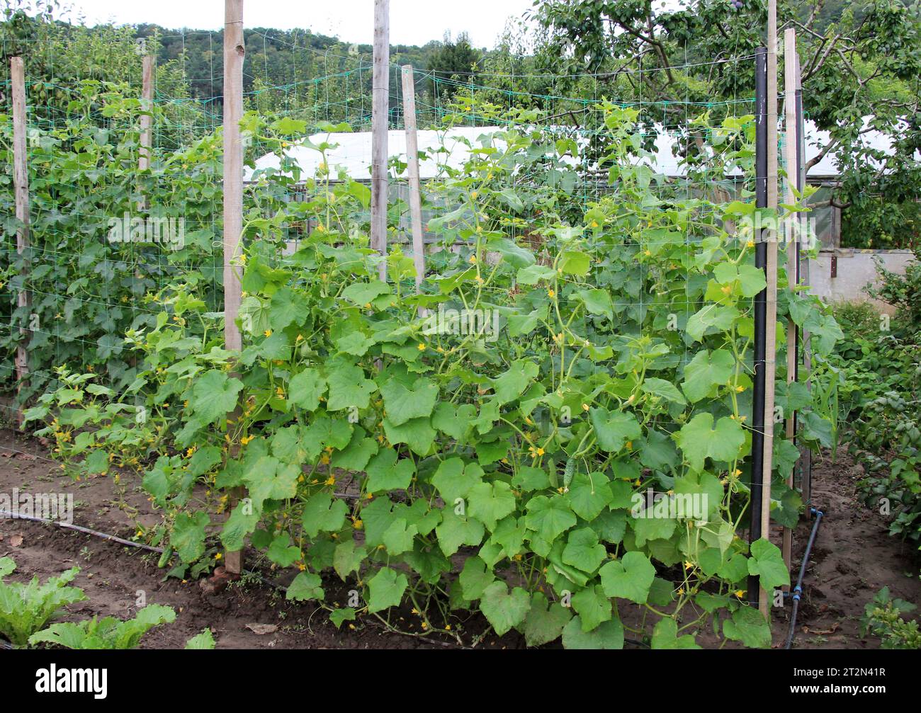 Dans le jardin, le treillis est utilisé pour la culture des concombres Banque D'Images