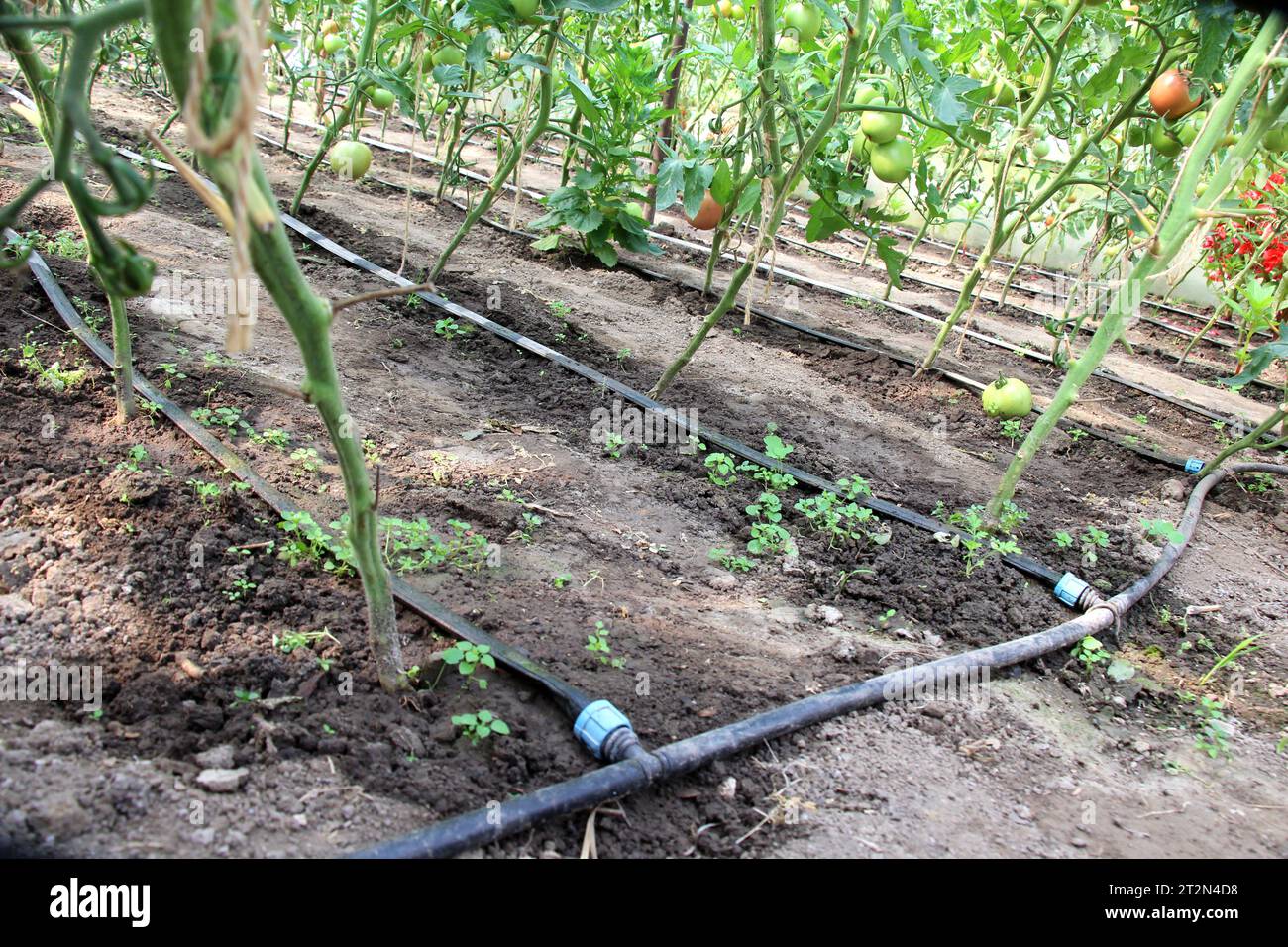 Irrigation goutte à goutte lors de la culture de tomates dans une petite serre Banque D'Images