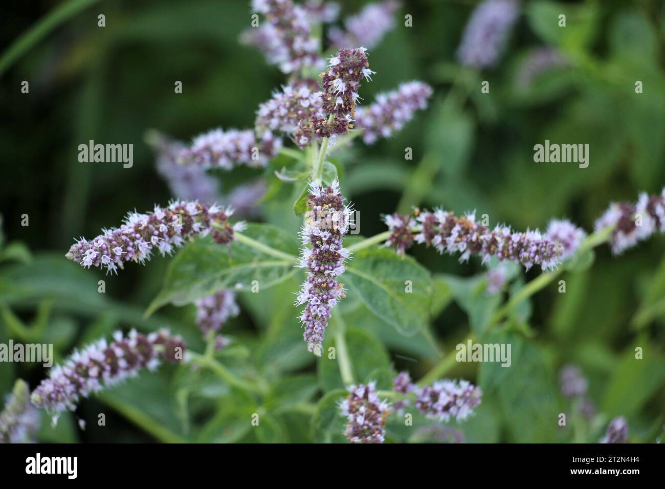 En été, la menthe à longues feuilles (Mentha longifolia) pousse dans la nature Banque D'Images