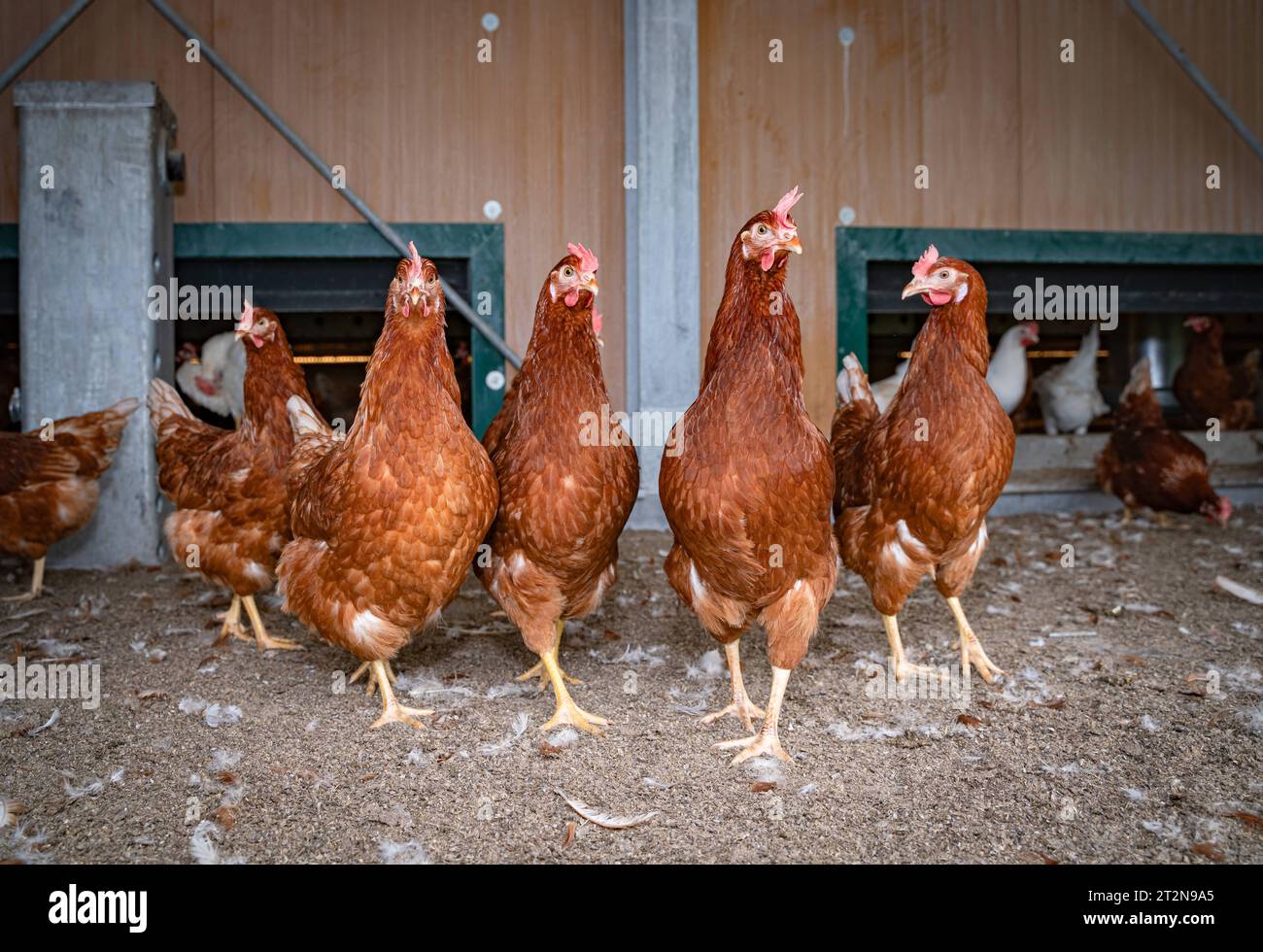 Coole braune Hühner im mobilen Hühnerstall, Nahaufnahme