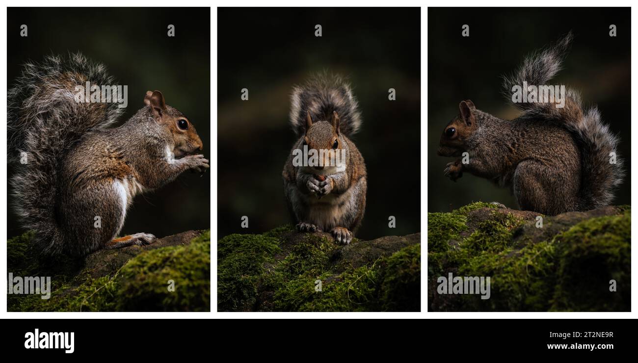 Triptyque d'un écureuil gris, Sciurus carolinensis assis sur un mur couvert de mousse se nourrissant. Banque D'Images