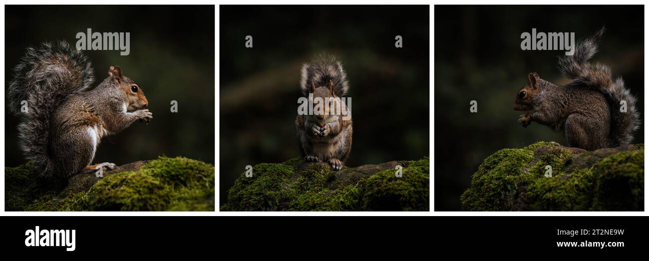 Triptyque d'un écureuil gris, Sciurus carolinensis assis sur un mur couvert de mousse se nourrissant. Banque D'Images