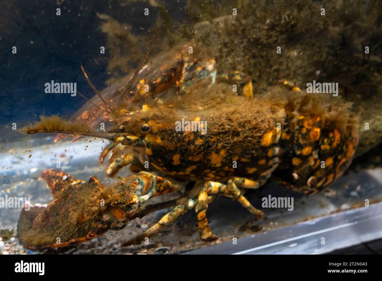 Rare homard calicot (1 sur 30M) à la station de recherche marine bonne Bay, Terre-Neuve. Banque D'Images
