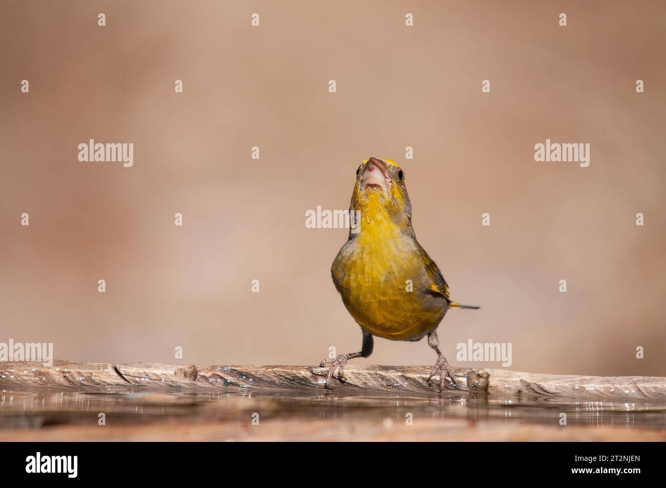 Eau potable de Greenfinch européen (Chloris chloris). Arrière-plan flou. Banque D'Images