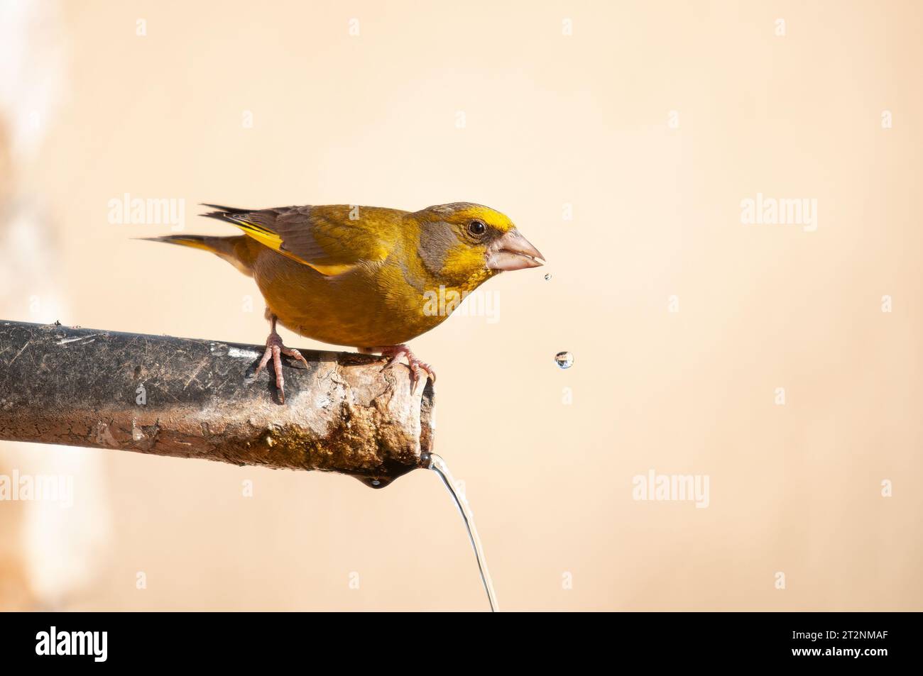 European Greenfinch (Chloris chloris) eau potable d'une fontaine. Arrière-plan flou et naturel. Banque D'Images