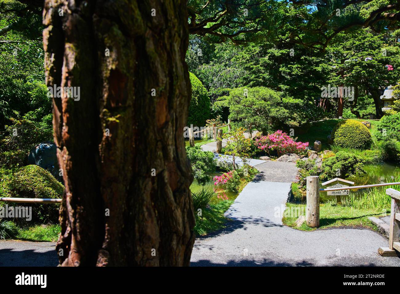 Écorce épaisse sur l'arbre menant à magnifique chemin de jardin en été Banque D'Images