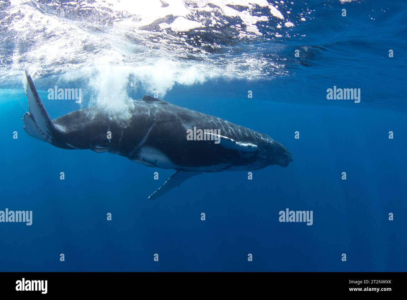 Veau de baleine à bosse près de sa mère. Snorkeling avec les baleines. Baleine ludique sous la surface. La vie marine dans l'océan Indien. Banque D'Images Veau de baleine à bosse près de sa mère. Snorkeling avec les baleines. Baleine ludique sous la surface. La vie marine dans l'océan Indien. Banque D'Images