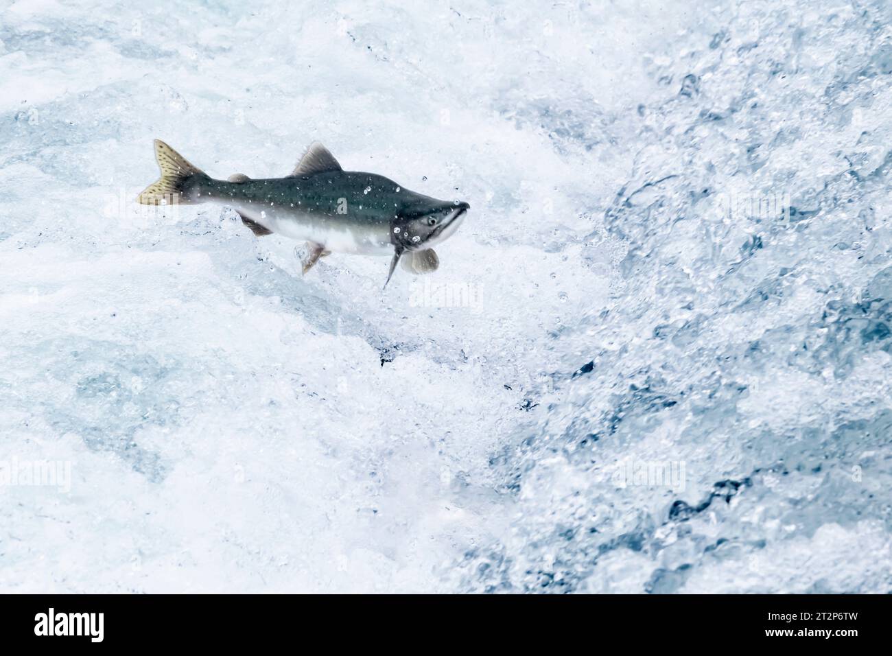 Amérique du Nord ; États-Unis ; Alaska ; Valdez Arm ; Wildlife; poissons : saumon rose ; Oncorhynchus gorbuscha ; Leaping Falls Banque D'Images