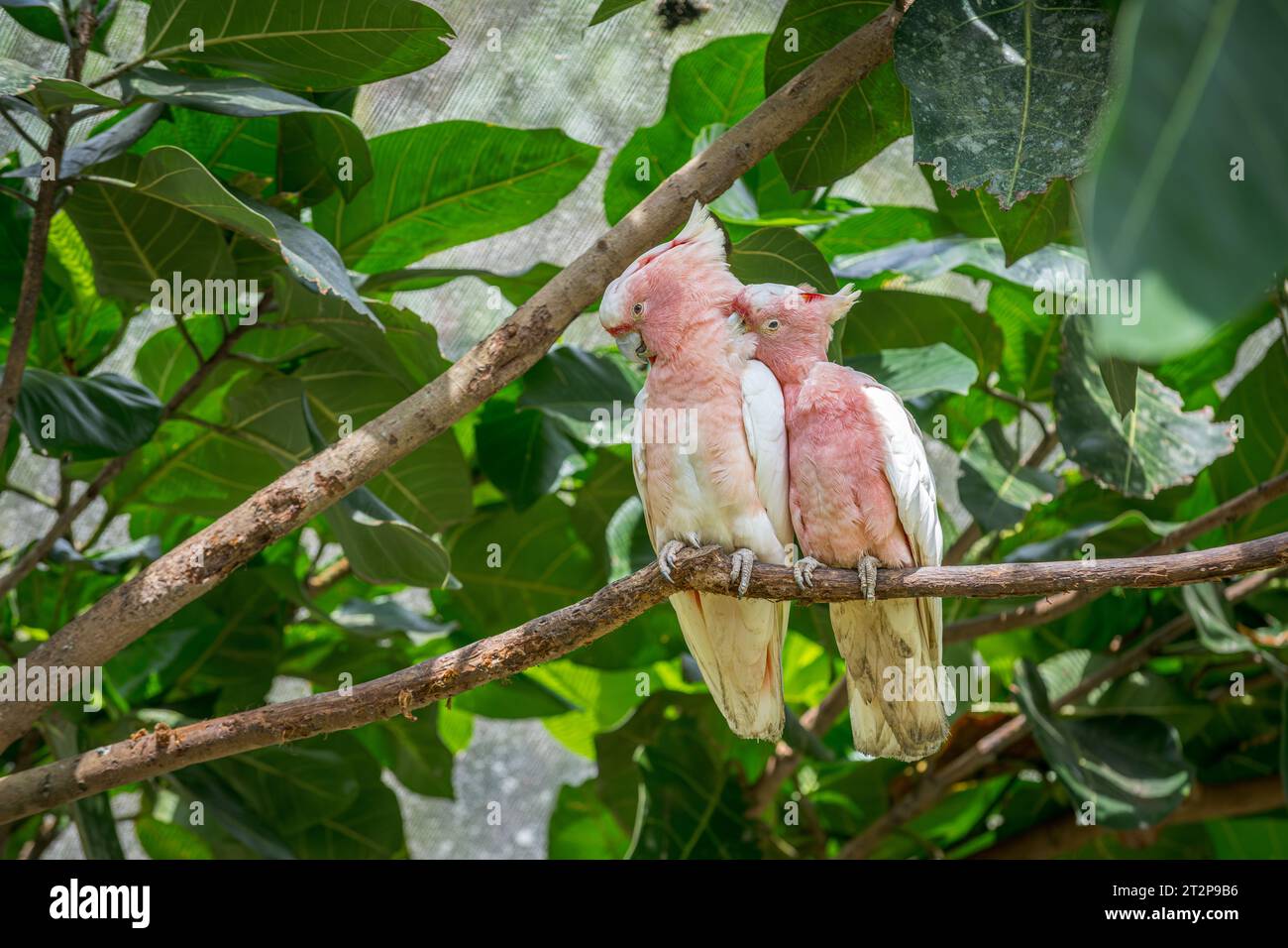 Un couple de Major Mitchell ou Pink Cockatoos est perché sur un membre d'un grand arbre feuillu, avec la femelle prêtant le grand oiseau mâle. Banque D'Images