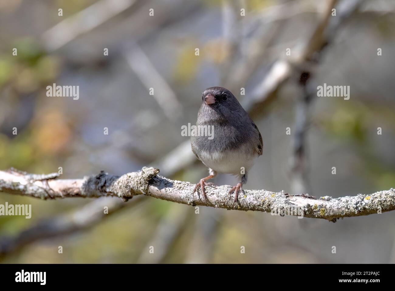 Le junco aux yeux foncés (Junco hyemalis ) Banque D'Images